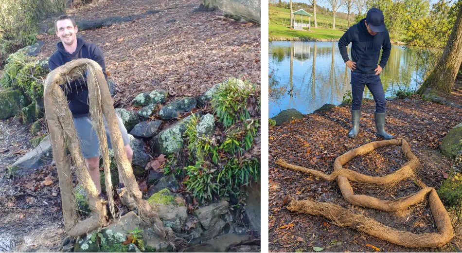 Root Cutting &Amp; Tree Root Removal
